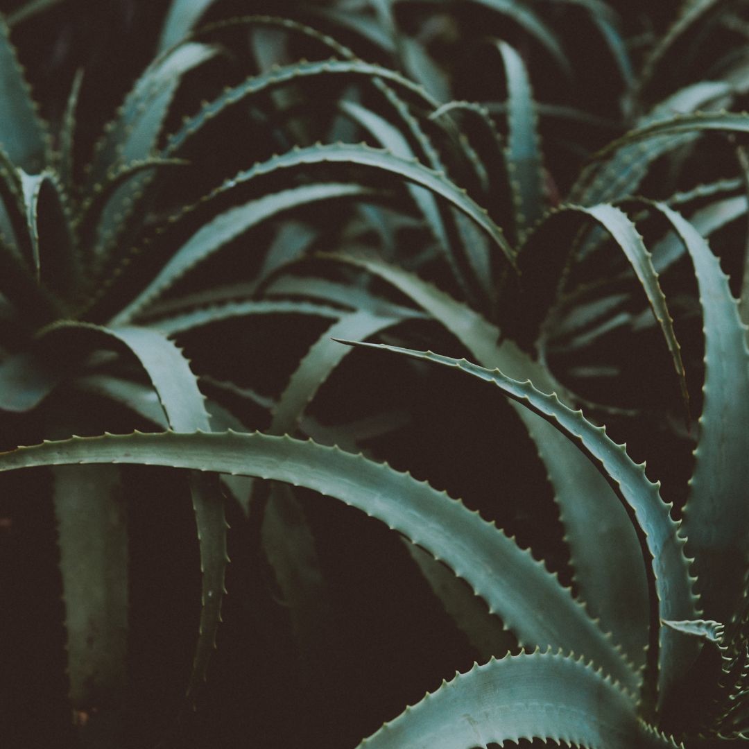 Die Vorteile von Aloe Vera + DIY Rezeptur  Sensoral Shop